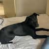 🐾Jogi 🐾 sucht sein für immer Zuhause