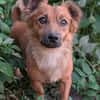 Pinky, 7 kg schwer sucht ein Zuhause