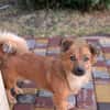 Pinky, 7 kg schwer sucht ein Zuhause