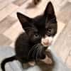 Katzenkind Felix