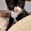 Katzenkind Felix