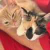 Iliyana & Simba suchen ihr gemeinsames Zuhause