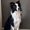 Unglücksrabe Lucky (Border Collie) wartet in 73525 Schwäbisc
