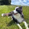 Unglücksrabe Lucky (Border Collie) wartet in 73525 Schwäbisc