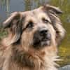 SLY sucht Menschen mit Hundeverstand