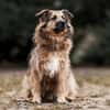 SLY sucht Menschen mit Hundeverstand