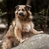 SLY sucht Menschen mit Hundeverstand