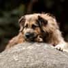 SLY sucht Menschen mit Hundeverstand