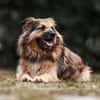 SLY sucht Menschen mit Hundeverstand