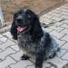 Der russische Spaniel Charli sucht zuhause!