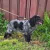 Der russische Spaniel Charli sucht zuhause!