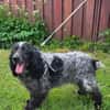 Der russische Spaniel Charli sucht zuhause!