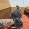 GRIBOUILLE