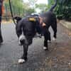 Naya