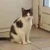 TINOU