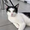 Pralinette - douce minette