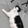 Pralinette - douce minette