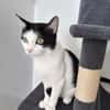 Pralinette - douce minette