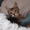 MAE