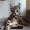 MAE