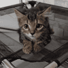 MAE