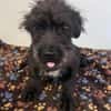 Blacky Baby, unser Wuselchen