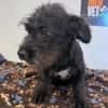Blacky Baby, unser Wuselchen