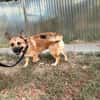 Ophelia (Ollo) -Sanfte kleine Hündin sucht Menschen mit Herz