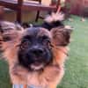 Miron - Zuhause gesucht