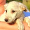 Hundekind BRITA