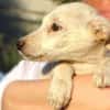 Hundekind BRITA