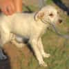 Hundekind BRITA