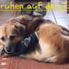 DIDRIK-hübscher Rüde-blinder Purzel 45cm