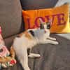 Prunita-Schmusemaus sucht Dich