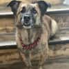 MARTI - liebevoller, sanfter Hundemann