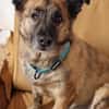 MARTI - liebevoller, sanfter Hundemann