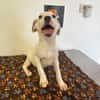 LINDA    graziles Hundekind