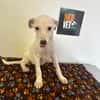 LINDA    graziles Hundekind