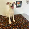 LINDA    graziles Hundekind
