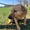 FRANK,  3J. sucht Zuhause