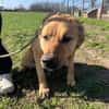 FRANK,  3J. sucht Zuhause