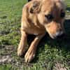FRANK,  3J. sucht Zuhause