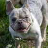 Radar,süße,französische Bulldogge geb. 03/2025