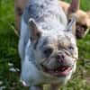 Radar,süße,französische Bulldogge geb. 03/2025