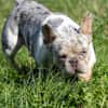 Radar,süße,französische Bulldogge geb. 03/2025