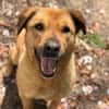 LENY - Goldschatz sucht Zuhause