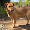 LENY - Goldschatz sucht Zuhause