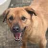 LENY - Goldschatz sucht Zuhause