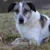 Liebevoller Hund REX sucht seinen Menschen!
