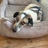 Liebevoller Hund REX sucht seinen Menschen!